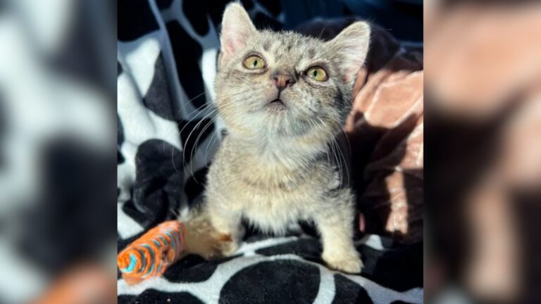 Tiny Kitten Arrives At Massachusetts Rescue And Quickly Proves She’s Something Special