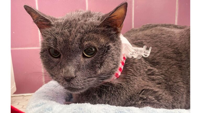 After Losing His Beloved Owner, California Cat Ends Up On The Street, Trying To Find Hope