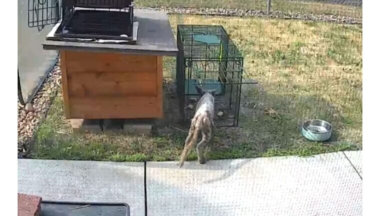 Man Spends Weeks Catching Strange Creature In His Yard In Minnesota, But Has No Idea What It Is