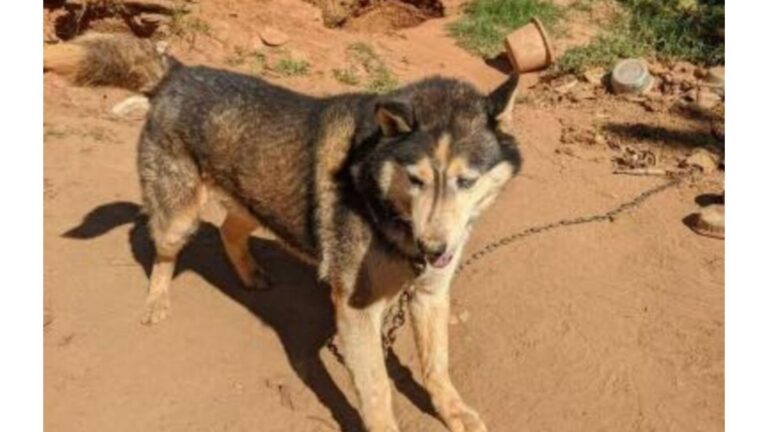 North Carolina Team Found Chained Dog In Yard, What He Did To Feel Safe Left Everyone In Tears