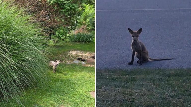 Lancaster Neighbors Follow Mysterious Bare Animal And Are Shocked By What It Turns Out To Be