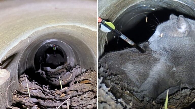 Florida Team Finds Cat Hiding Deep Inside PVC Pipe, Then Realizes Something Is Stuck In Him