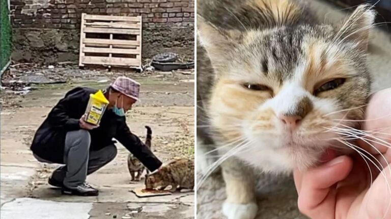 NY Man Notices Something Unusual About Stray Cat He Feeds And What He Learns Changes Everything