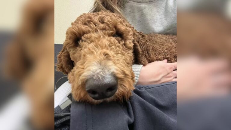 New York Woman Takes In Rescue Poodle, Then Wakes Up To Something She Never Expected