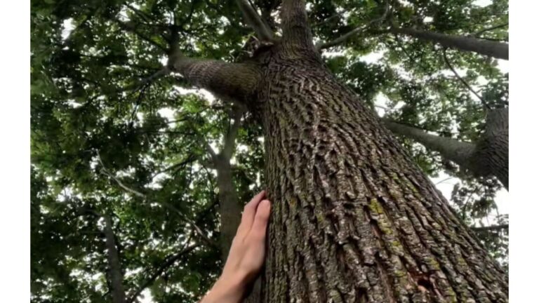 NY Man Hears Desperate Cries In Neighborhood, Gets A Strange Feeling, Then Looks Up The Tree