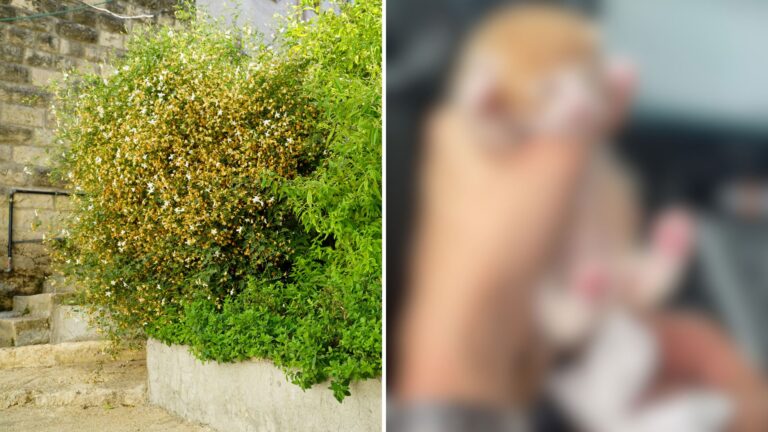 Florida Officer Investigates A Movement In The Bush And Discovers A Little Life Left To Suffer