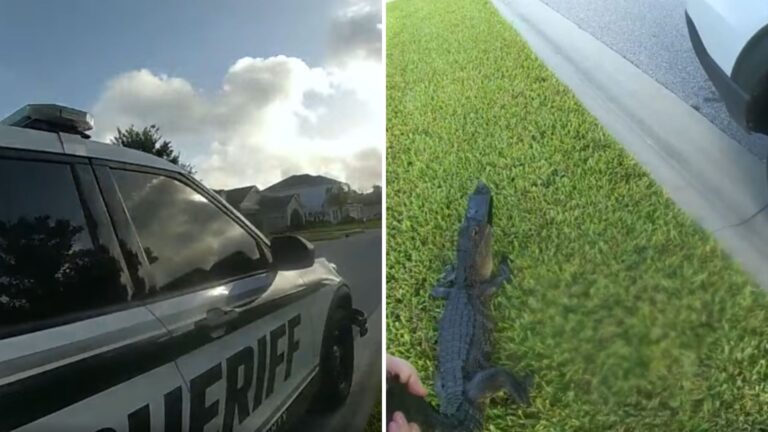 Florida Homeowner Calls Police After Seeing Alligator In Pool And Can’t Believe What Deputy Does