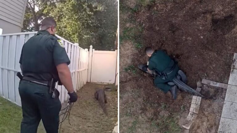 Florida Officers Capture Massive Alligator In Woman’s Yard And The Footage Has Everyone Stunned
