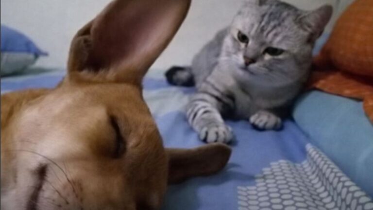 Ohio Cat’s Reaction To Sleeping Dog’s Fart Is The Funniest Thing You’ll See Today