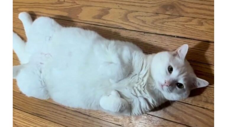 Ohio Man Brings Kitten To Vet Requesting Euthanasia And The Reason Is Heartbreaking