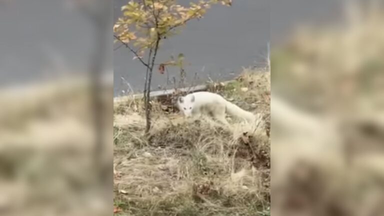Oregon Couple Sees Mysterious “Arctic” Creature Near Railroad Tracks And Decides To Snap Video