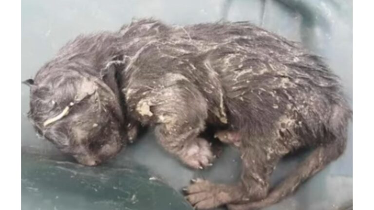 Tiny Kitten Found Dumped On Trash Can In California, Moments Later It Would’ve Been Too Late