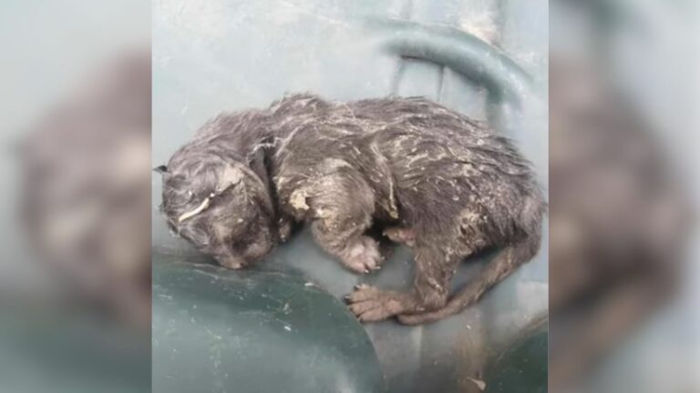 Family Finds Shaking Kitten Dumped In Trash Can In California, They Had No Idea What Was Coming
