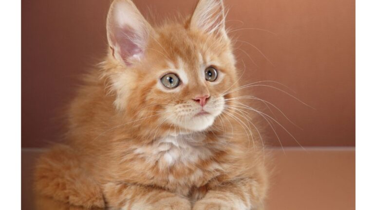 Texas Girl Bought Scruffy Kitten At Flea Market For $1 And Had No Idea What Was Coming Next