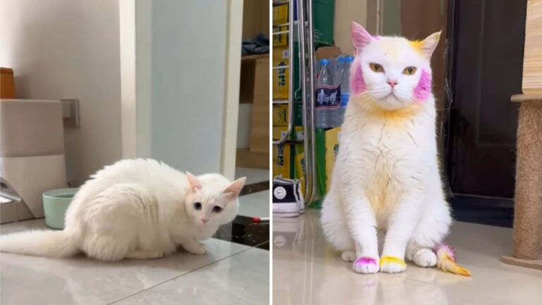 Illinois Man Decides To Dye His Cat’s Fur And It Ends Up Changing Her Entire Life