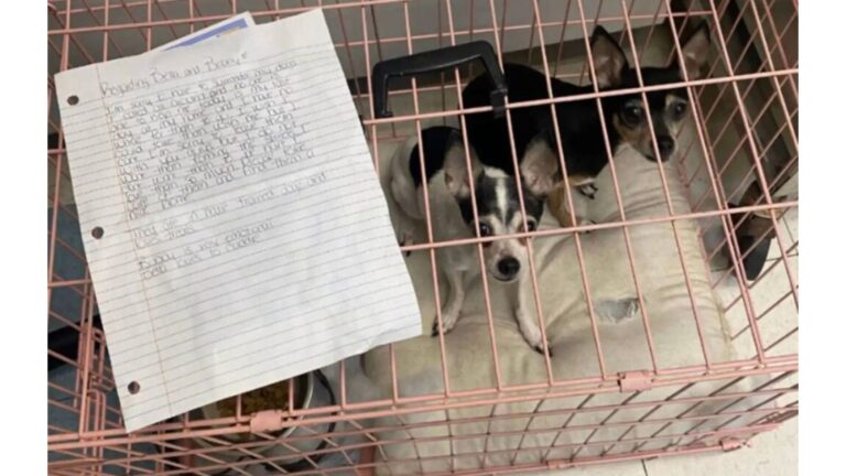 PA Rescue Finds A Pink Crate Outside Their Door And Confronts A Heartbreaking Abandonment