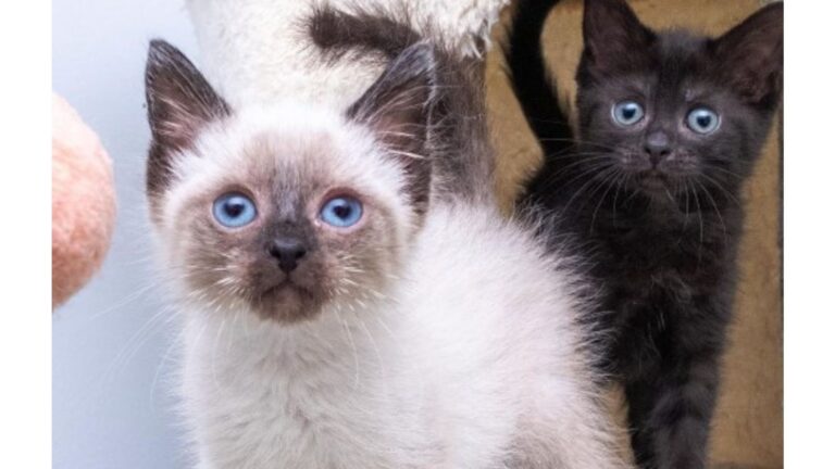 Squeaky Sounds In Chicago Woods Lead Local To Two Tiny Fluffballs Crying Their Lungs Out