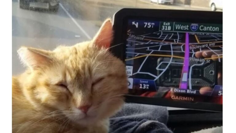 Trucker Loses His Beloved Cat, Then On His Way To Ohio He Gets An Incredible Surprise