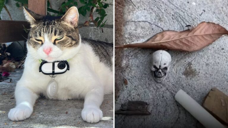 Philadelphia Woman Films Her Cat’s Strange Hobby And The Internet Loves It