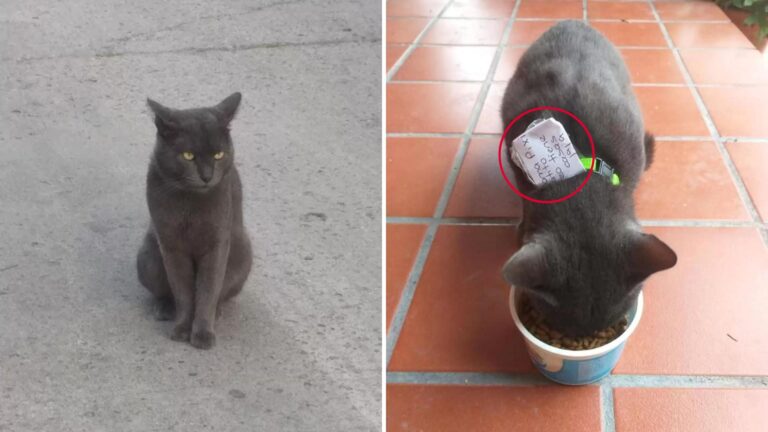 Texas Woman Shocked To Learn Her Cat Has ‘Another Life’ She Never Knew About