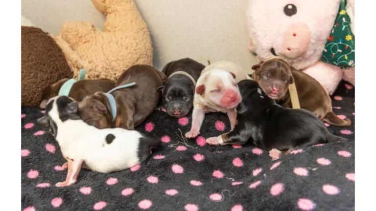 Plastic Bin Abandoned At Arizona Humane’s Door Hides A Surprise No One Expected