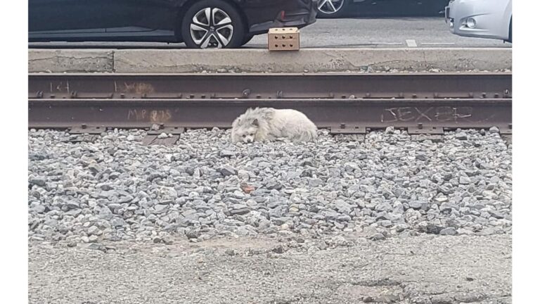 LA Woman Spots Scruffy Dog Curled Up Near Train Tracks And Her Heart Breaks As She Gets Closer