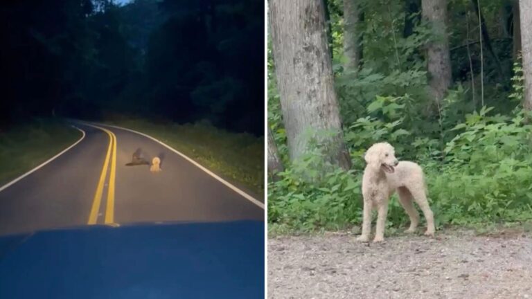 Georgia Woman Sees Abandoned Poodles On The Road, But What She Finds Next Day Is Heartbreaking