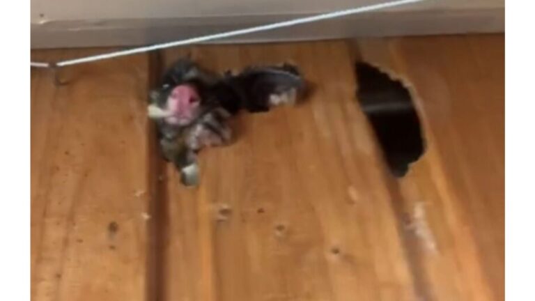 Texas Homeowner Takes Picture Frame Off The Wall, Not Prepared For What Peeks Out