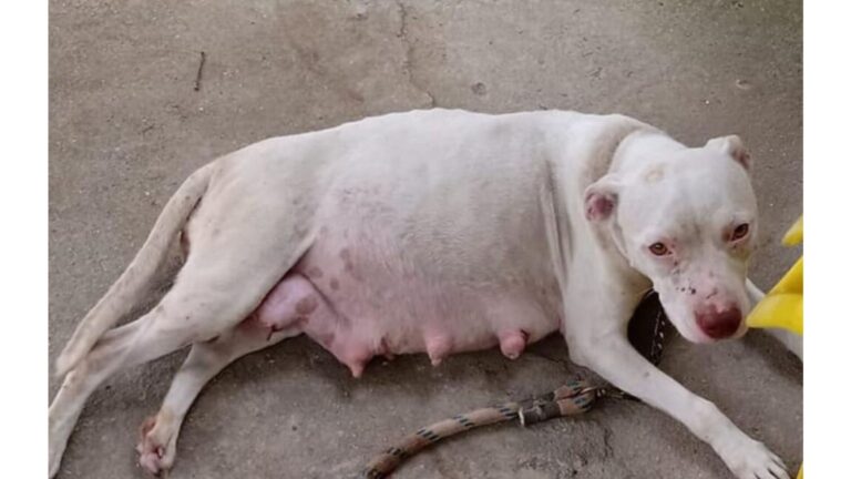 Pregnant Dog Tied To A Pole In Texas Still Waits, Unaware Her Owner Has Left For Good