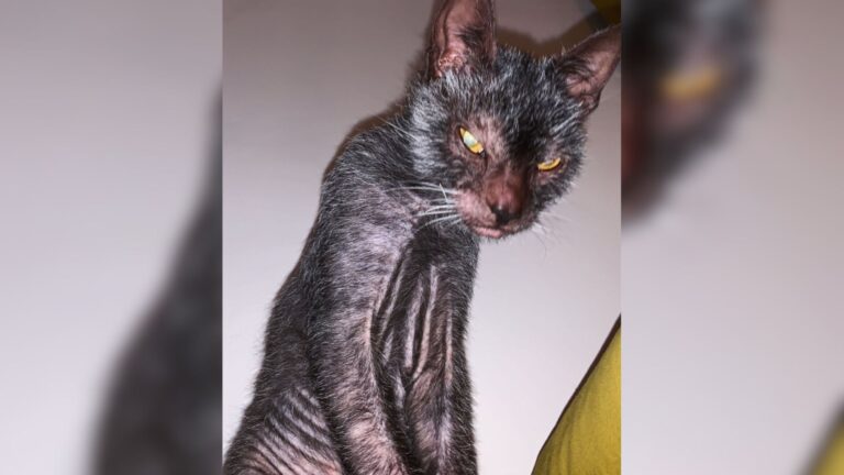 ‘Werewolf’ Cat From Virginia Is Perfect Blend Of Wild And Wicked People Can’t Stop Looking At