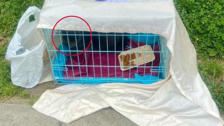 Blue Cage Sitting In California Park Leaves Passersby In Tears After They Peek Inside