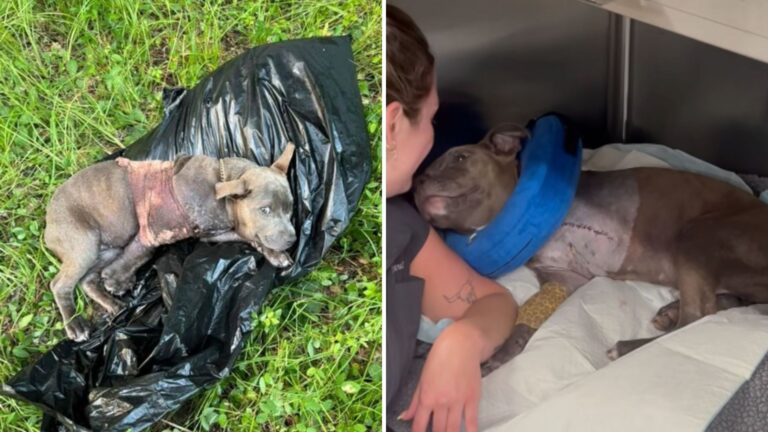 Puppy Found Lying On Trash Bag In Texas Reveals A Level Of Suffering No One Was Ready To Face