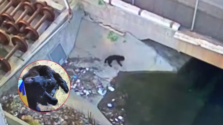 Abandoned Puppy Spends Month Hiding At California Recycling Center, Too Scared To Trust Anyone