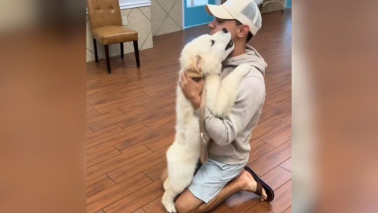 Florida Dog Finishes First Day At Daycare And His Reaction When He Sees His Dad Is Everything