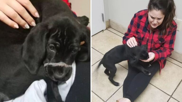 South Carolina Woman Sees A Puppy Lying By The Roadside, Then Makes A Disturbing Discovery