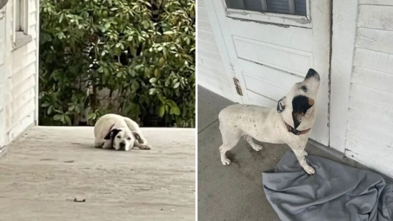 Indiana Woman Finds Dog Sitting On Abandoned Porch And Her Heart Breaks When She Gets Closer