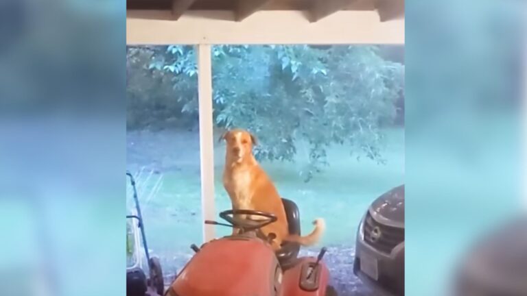 Stray Dog Appears On Family’s Porch In Texas, Then Returns With The Most Unlikely Friend