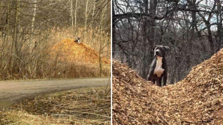 Michigan Dog Goes On Hike With His Family, Unaware It Would End In Heartbreaking Abandonment