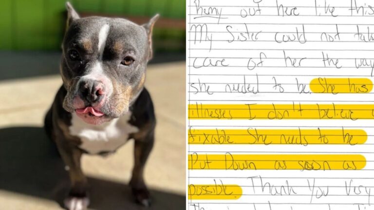 South Carolina Shelter Finds Dog Tied At Their Door, Then Reads A Note They’ll Never Forget