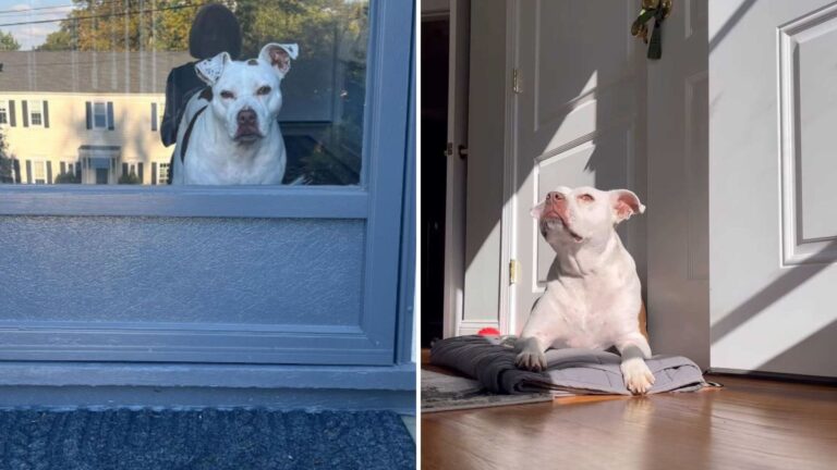 New Jersey Woman Brings Home Shelter Dog For A Few Hours And What Happens Next Is Incredible