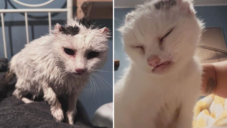 Watch Rescue Cat Defy The Odds After Surviving Severe Injuries And Finding Love In Ohio