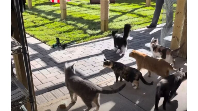 Cats That Spent Years In Cages Finally Get To Feel The Grass For The First Time In Minnesota