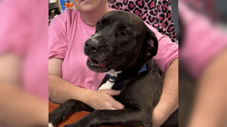 Virginia Rescue Dog Suddenly Fixates On Stranger At Adoption Event And Ends Up Saving His Life
