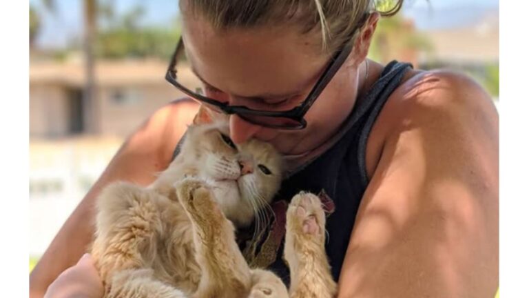 Cat Dumped On California Streets Finally Gets Saved And Rewards His Rescuers With Sweet Kisses