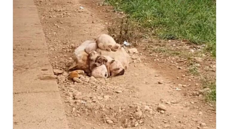 Michigan Team Found Injured Dog Protecting Her Pups, The Moment That Followed Was Heartbreaking