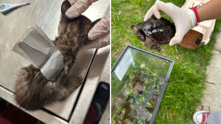 Rescuers Face Bizarre Scene After Finding Dozens Of Neglected Animals Inside Pennsylvania Home