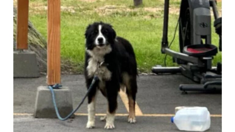 Idaho Rescuers Find Dog Tied To Their Donation Shed, Too Scared To Understand What Happened