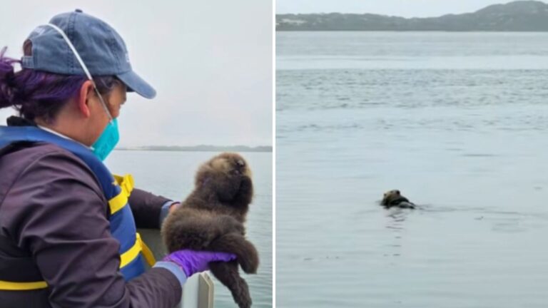 California Rescuers Play Otter Pup’s Cry On Speaker Trying To Find Her Mom, Watch What Happens