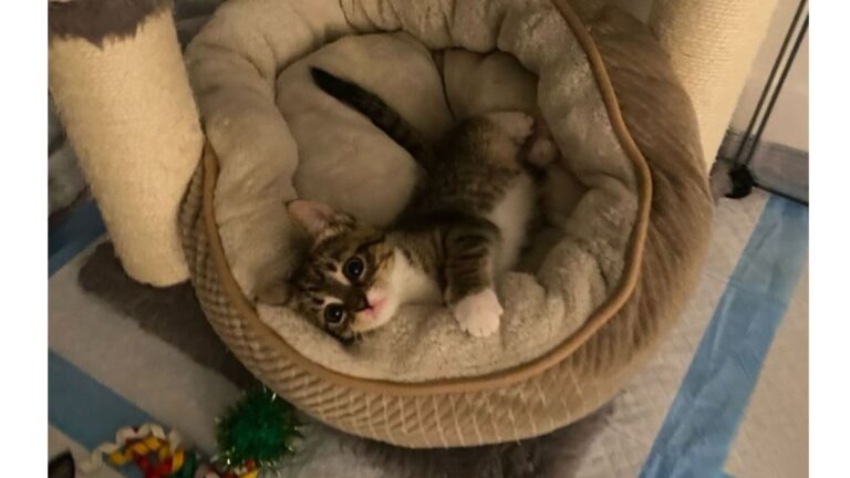 NY Rescuers Respond To Call About Struggling Kitten Found In Store, Then Realize She’s Not Alone