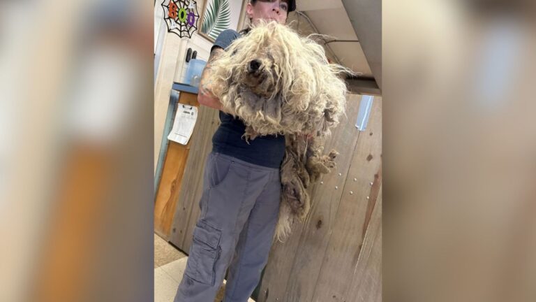 Neglected Dog Covered In 7.5 Pounds Of Matted Fur Leaves California Rescuers Stunned